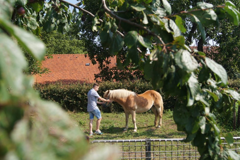 Dieren op de gezinscamping Hoeve Linnerveld