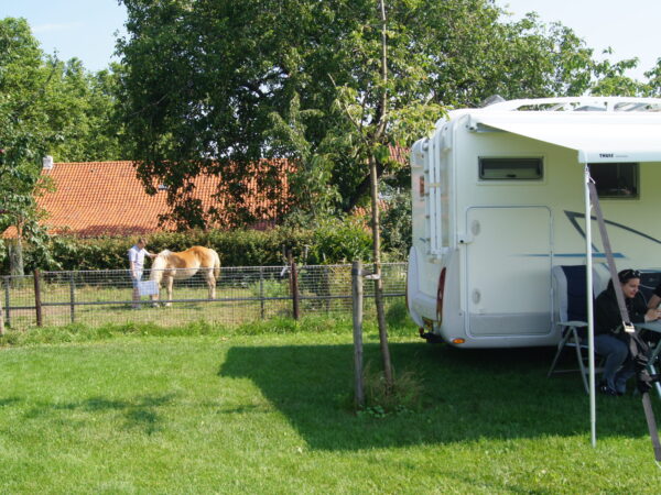Paarden camping